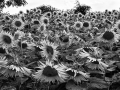 cropped-sunflowers1